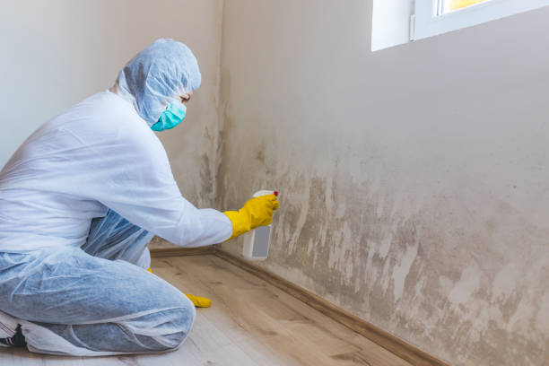 Licensed Mold Inspection service in Hyattsville, MD - WQB Mold Removal