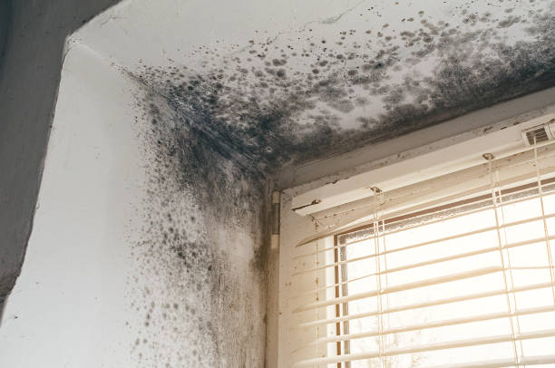 Affordable Mold Inspection solutions in Hyattsville, MD